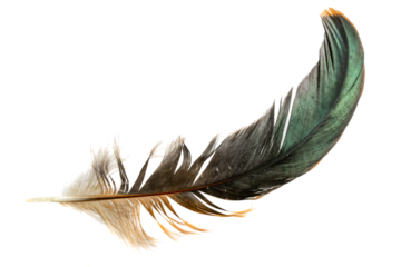 brown feather of a hen on a transparent isolated background. PNG