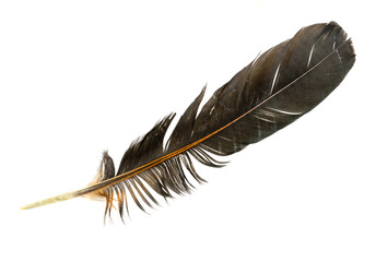 brown feather of a hen on a transparent isolated background. PNG © Krzysztof Bubel