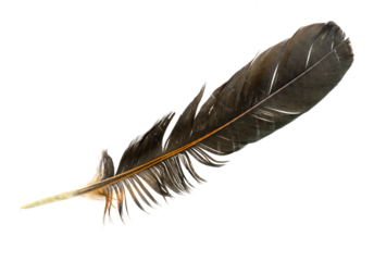 brown feather of a hen on a transparent isolated background. PNG