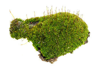 moss on a transparent isolated background. PNG