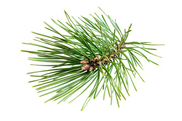 spring pine on a transparent isolated background. PNG - obrazy, fototapety, plakaty