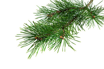 spring pine on a transparent isolated background. PNG - obrazy, fototapety, plakaty