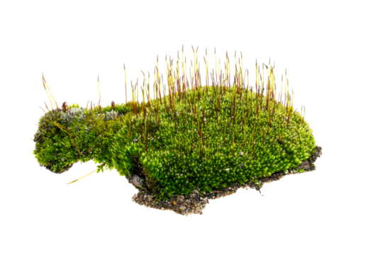 moss on a transparent isolated background. PNG