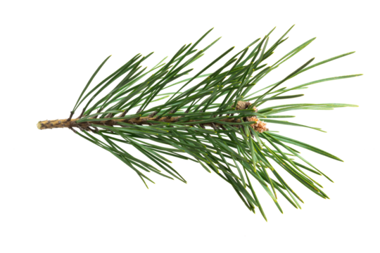 spring pine on a transparent isolated background. PNG