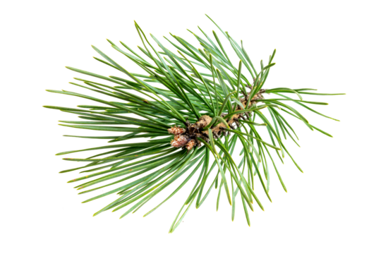 spring pine on a transparent isolated background. PNG