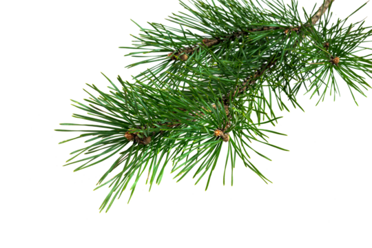spring pine on a transparent isolated background. PNG
