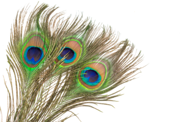 peacock feather on a transparent isolated background. PNG
