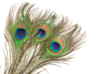 Poster Im Rahmen peacock feather on a transparent isolated background. PNG  © Krzysztof Bubel