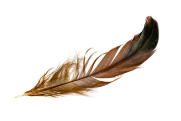 brown feather of a hen on a transparent isolated background. PNG