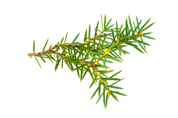 juniper twigs on a transparent isolated background.  PNG