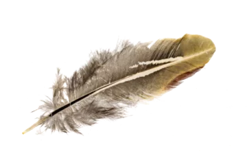 Papier peint Plumes pheasant feathers on a transparent isolated background. png