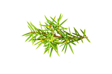 juniper twigs on a transparent isolated background.  PNG