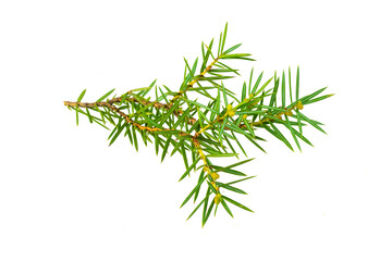 juniper twigs on a transparent isolated background.  PNG