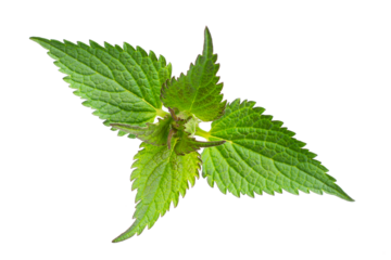 nettle on a transparent isolated background. PNG
