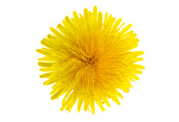 dandelion flower on a transparent isolated background. png