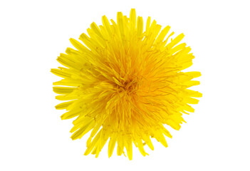 dandelion flower on a transparent isolated background. png © Krzysztof Bubel
