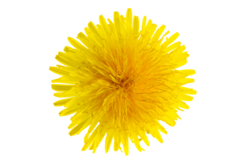 dandelion flower on a transparent isolated background. png