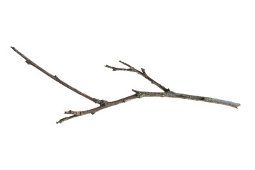 dry twig on a transparent isolated background. png