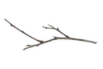 dry twig on a transparent isolated background. png