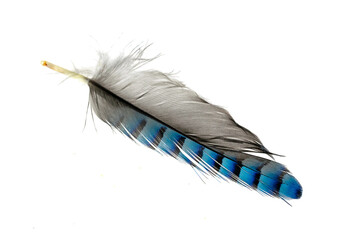 blue with black striped jay feather on transparent isolated background
 - obrazy, fototapety, plakaty