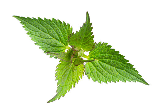 nettle on a transparent isolated background. PNG
