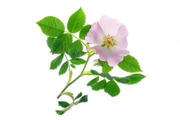 wild rose flowers on a transparent background. png