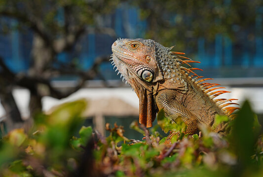 A wild iguana by the river in the Brickell neighborhood of Miami, Florida