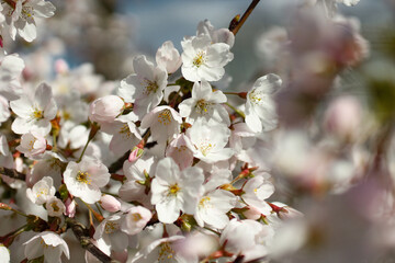 blossom in spring
