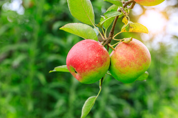 Fresh apples grow in the orchard