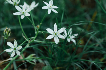white flower in the garden