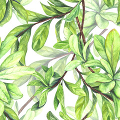 Watercolor illustration of a seamless pattern of green branches with pomegranate leaves on a transparent background. Application is intended for printing on textiles, packaging and more