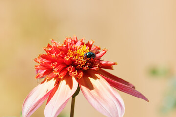 close up of red flower with fly on it