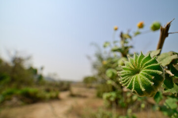 Fruit of Indian mallow or Abutilon indicum, India.