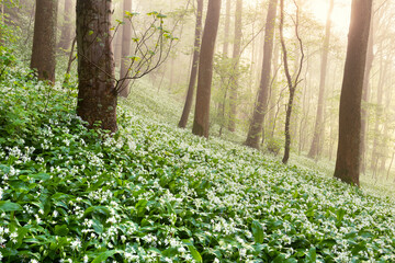 Spring wild garlic blossoming in a beautiful misty green woodland with tall trees. Ullswater, Lake District, UK.