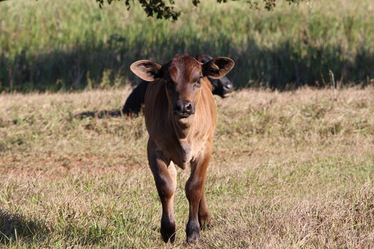 Retrato de bezerro angus se aproximando no pasto