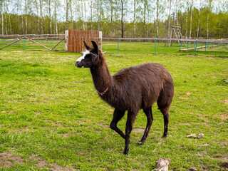 Fototapeta premium Mini zoo, black, white and brown alpacas and llamas behind the pen. Close-up of the animal