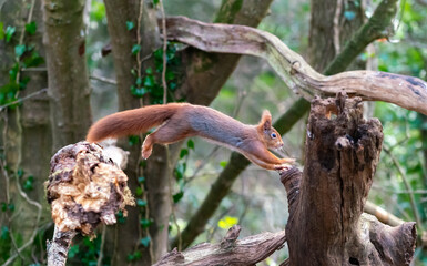 Red Squirrels at The Dingle Anglesey Wales