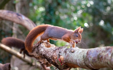 Red Squirrels at The Dingle Anglesey Wales