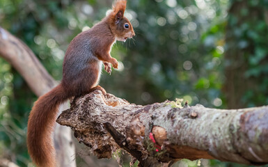 Obraz premium Red Squirrels at The Dingle Anglesey Wales