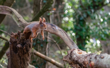 Red Squirrels at The Dingle Anglesey Wales
