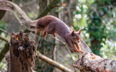 Red Squirrels at The Dingle Anglesey Wales