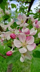 Цвіт яблуні