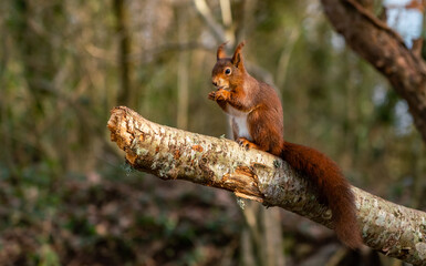 Red Squirrels at The Dingle Anglesey Wales