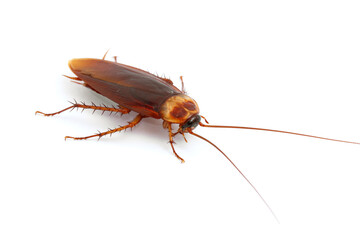 Cockroach isolated on white background