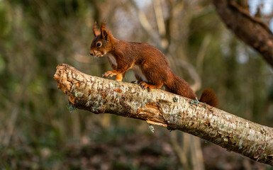 Red Squirrels at The Dingle Anglesey Wales