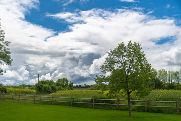 landscape with trees and clouds