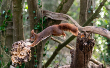 Red Squirrels at The Dingle Anglesey Wales