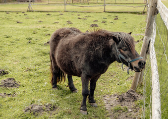 Mini zoo, black dark brown ponies, small horse behind the paddock. Close-up of the animal © Aija Freiberga