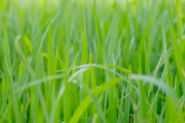 Rice plant in the field.