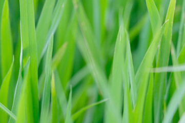 Green rice in the field or green leaf background.